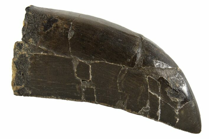 Serrated Carnosaurian Dinosaur (Allosaurus) Tooth - Wyoming #342142